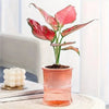 Roze